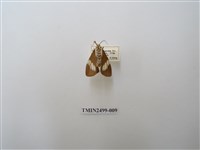 藏品(五斑蝶燈蛾)的圖片